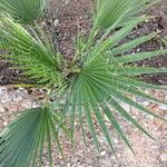 Washingtonia robusta Blatt