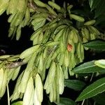 Fraxinus angustifolia Frugt