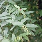 Jasminum beesianum Blatt