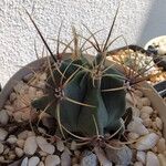 Ferocactus histrix Koor