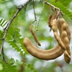 Tamarindus indica Fruit