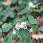 Galeopsis speciosaFlower