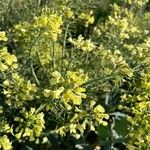 Brassica montana Flor
