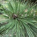 Pinus rigida Leaf