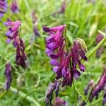 Vicia eriocarpa Blodyn