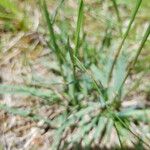 Phleum phleoides Leaf