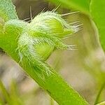 Gastrocotyle hispida Fruit
