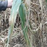 Arundo donax Φύλλο