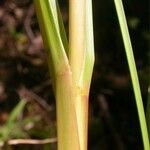 Tripsacum dactyloides Bark