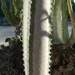 Euphorbia triangularis Bark