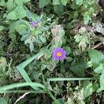 Machaeranthera tanacetifolia Flor