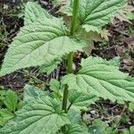 Scrophularia nodosa Blad