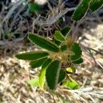 Melhania velutina Leaf