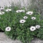 Osteospermum ecklonis Характер