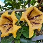 Solandra maxima Flor