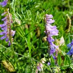 Vicia cracca Blomma