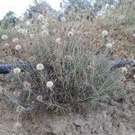 Phagnalon saxatile Fleur