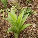 Scilla madeirensis Habitus