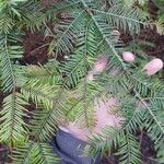 Abies grandis Feuille