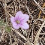 Erodium botrysKvět