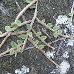 Microgramma vacciniifolia Кара