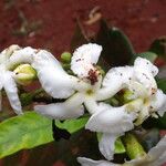 Tabernaemontana brachyantha Flower