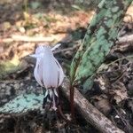 Erythronium dens-canis Kvet