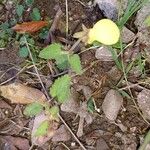 Calceolaria tripartita Blüte