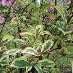 Weigela florida variegata(Bunge) A. DC.Liść