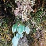 Elaphoglossum spatulatum Blatt