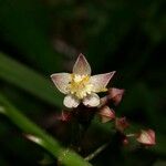 Byttneria aculeata Fiore