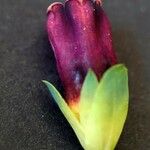Cerinthe glabra Flor