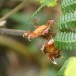 Rubus alceifolius Fruit