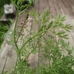 Fumaria parviflora Flower