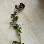 Ajuga reptansফুল