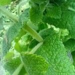 Mentha × villosa Corteza