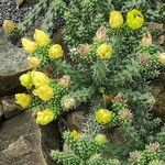 Cylindropuntia whipplei Hábito