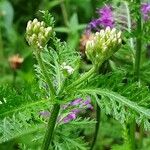 Achillea distans Květ