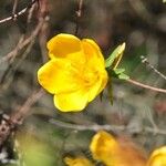Hypericum lanceolatum Flower