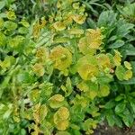 Euphorbia esula 果實