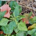 Urtica membranacea Levél