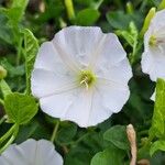 Convolvulus arvensis花