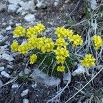 Draba aizoides Habitus