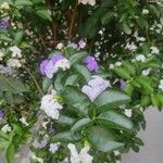 Brunfelsia australis Blüte