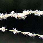 Sorghum arundinaceum Çiçek
