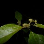 Lycianthes multiflora Floare