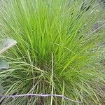 Trachypogon spicatus Leaf