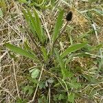 Plantago argentea Leaf