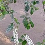 Buddleja asiatica List