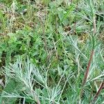 Artemisia campestris Leaf